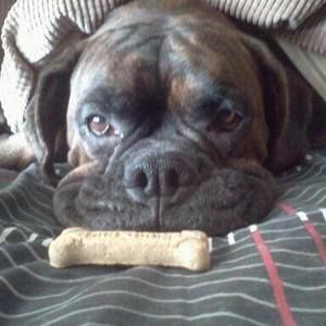 Meet your Posher, Bobbie